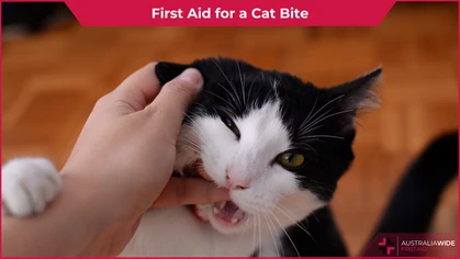 Cat Bite article header