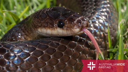 One of the most common snake species in Darwin and Australia's Top End region, the Slaty grey snake is a medium-sized species with shiny scales. They have been known to defend themselves aggressively when disturbed. 