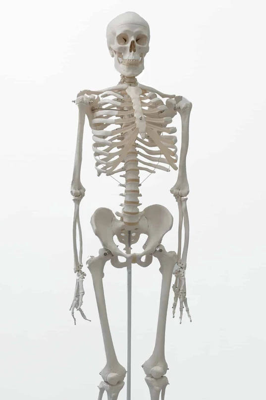 Human skeleton